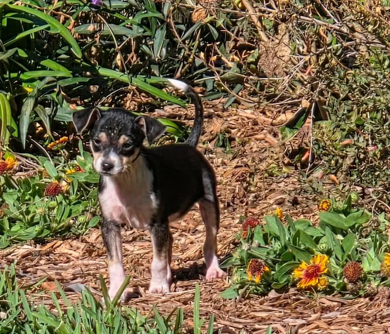 Tamagotchi Snuggly Chimix  thumbnail 6