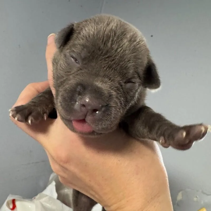 Simon Bridgerton thumbnail 3