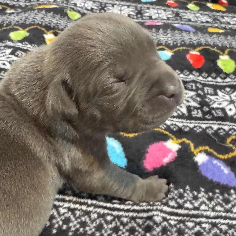 Simon Bridgerton thumbnail 4