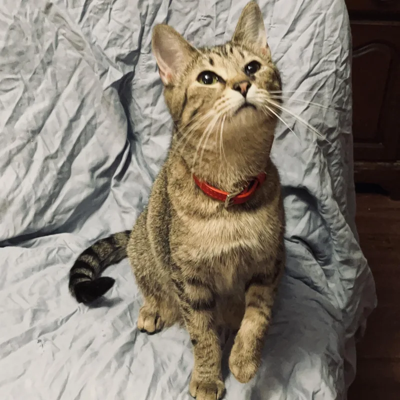 Sugar Baby thumbnail 3