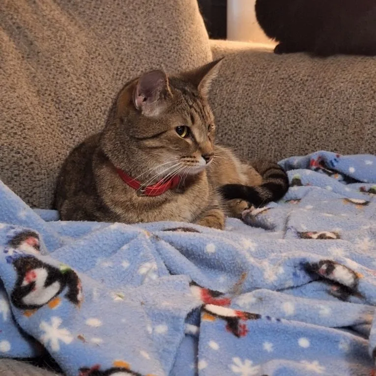 Sugar Baby thumbnail 4