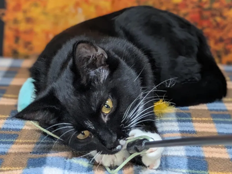 Kettle Chip thumbnail 2