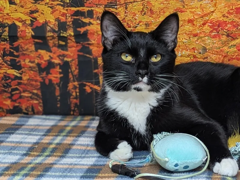 Kettle Chip thumbnail 3