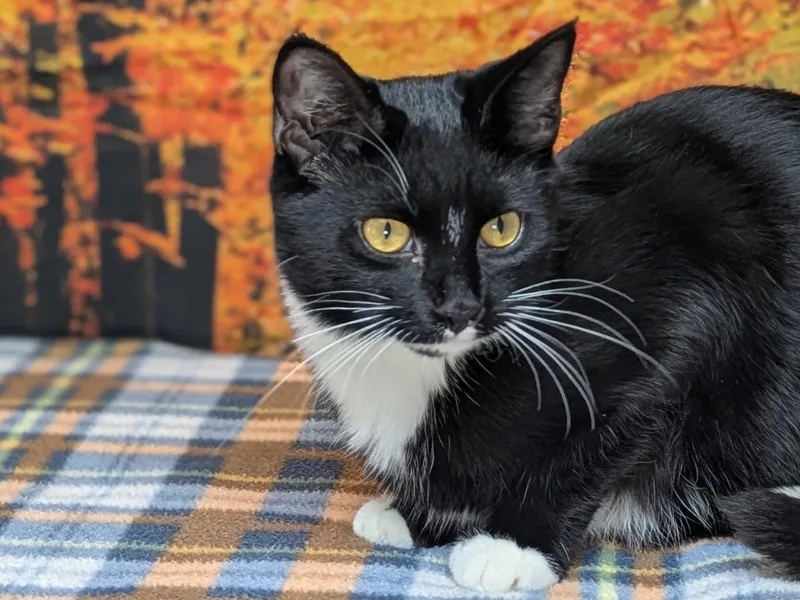 Kettle Chip thumbnail 4