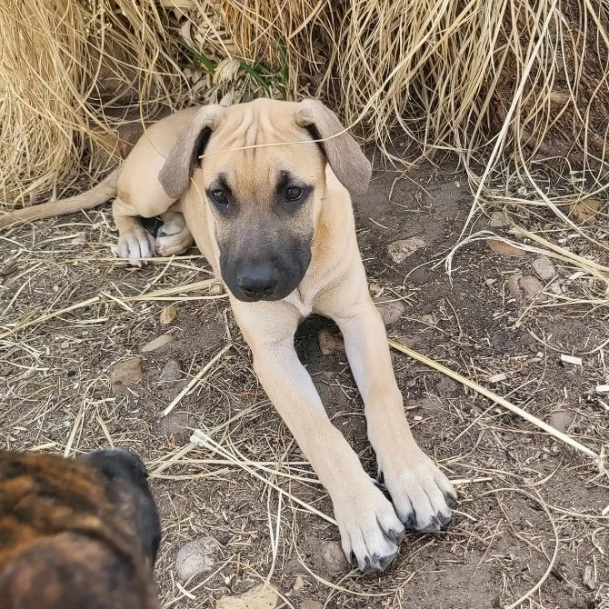 Amaretto thumbnail 4