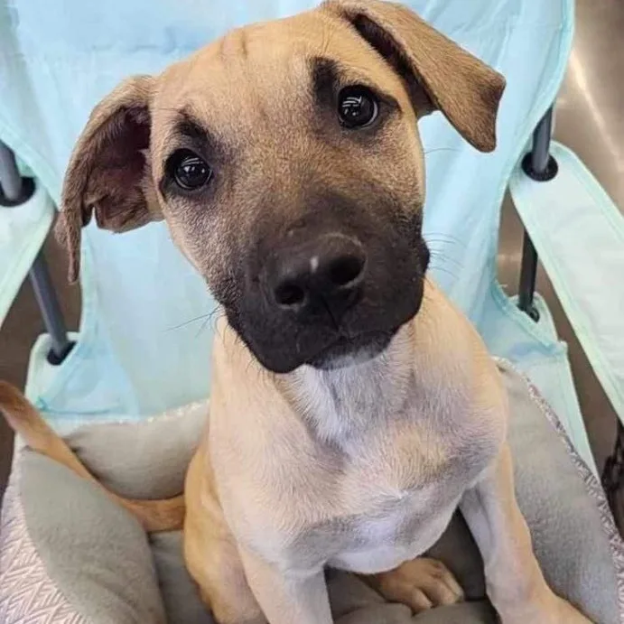 Amaretto thumbnail 5