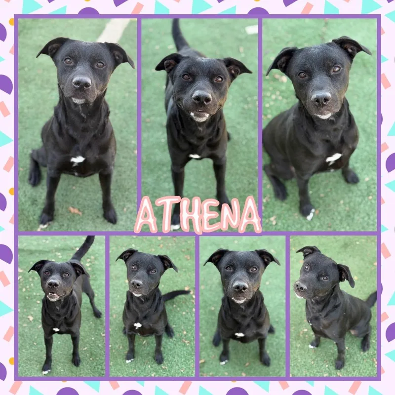 Athena thumbnail 2
