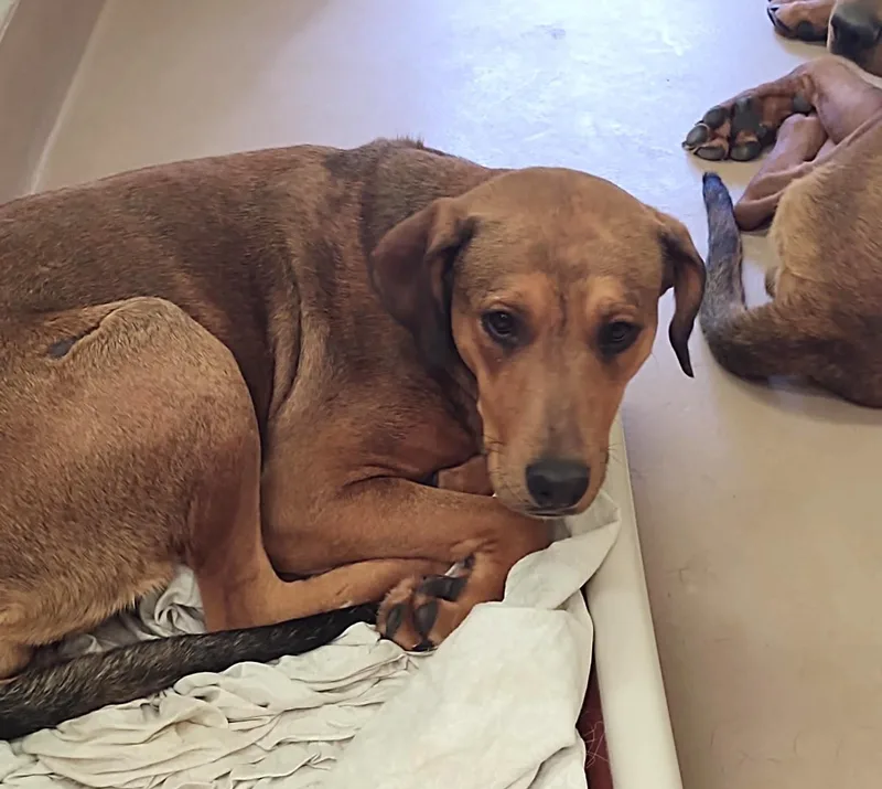 Ember & Bailey thumbnail 4