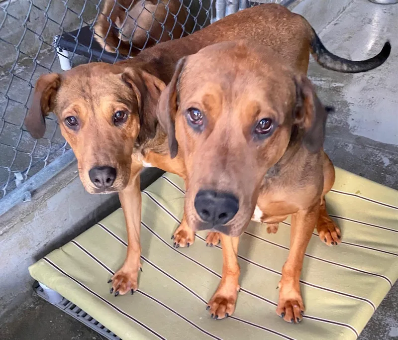 Ember & Bailey thumbnail 5