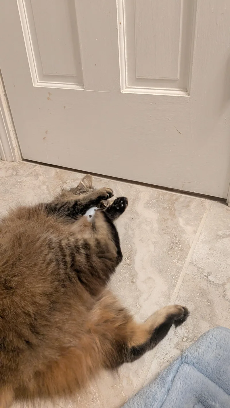 Cocoa Chanel thumbnail 2