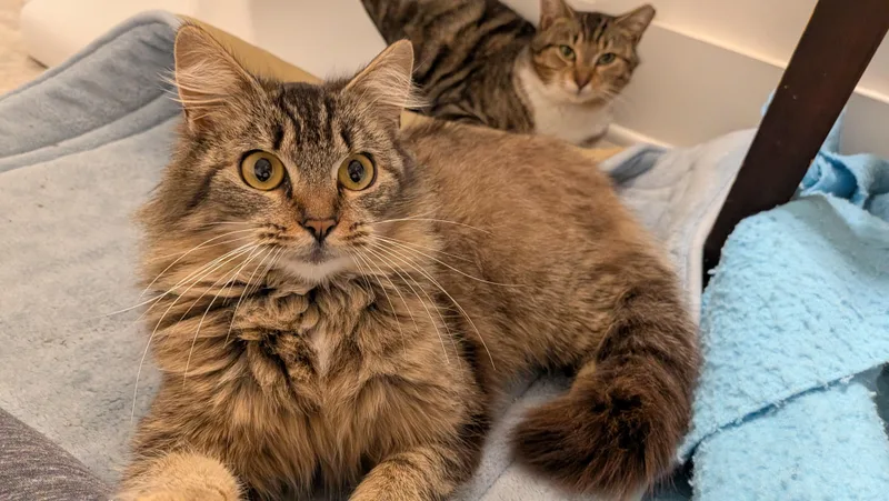 Cocoa Chanel thumbnail 3