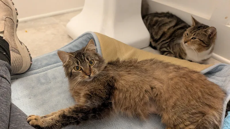 Cocoa Chanel thumbnail 4