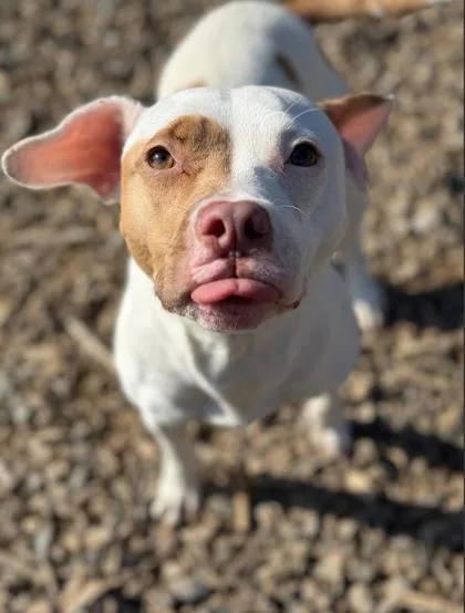 A young small-sized female Pit Bull Terrier dog named Betty Mighty for adoption in Atlanta, GA
