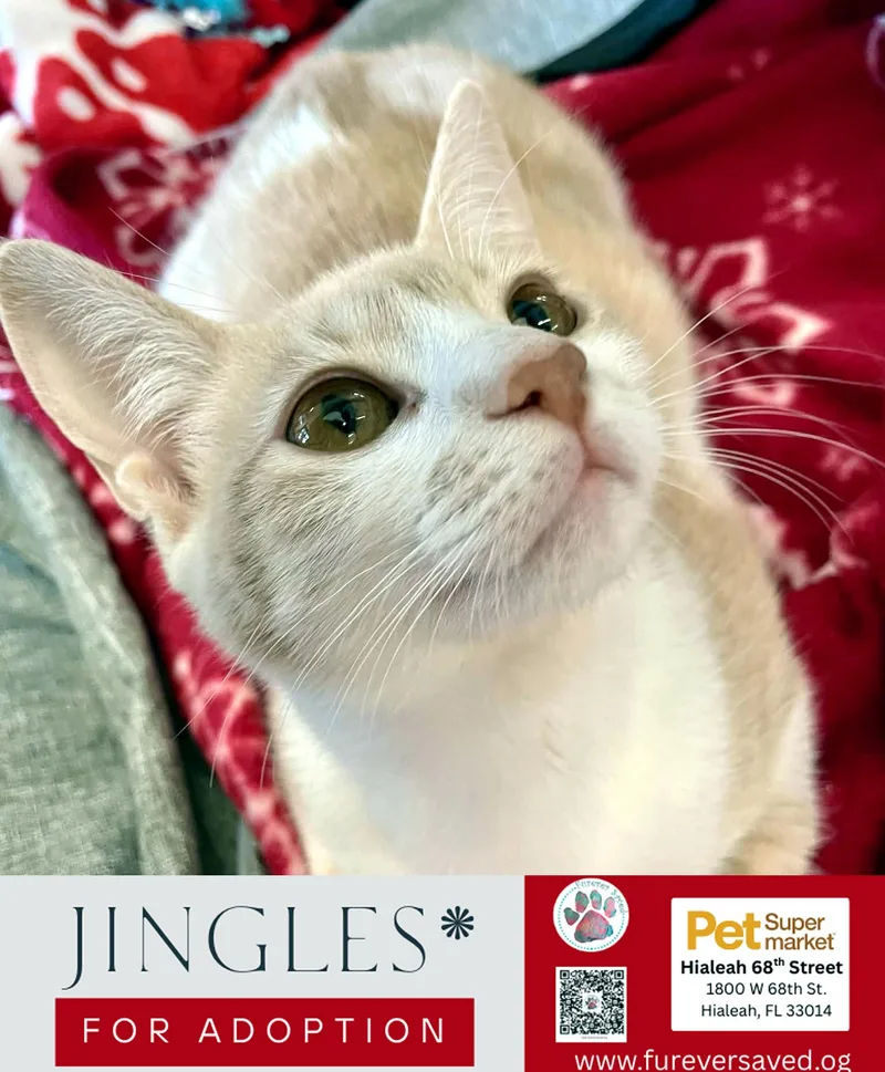 Jingles thumbnail 3