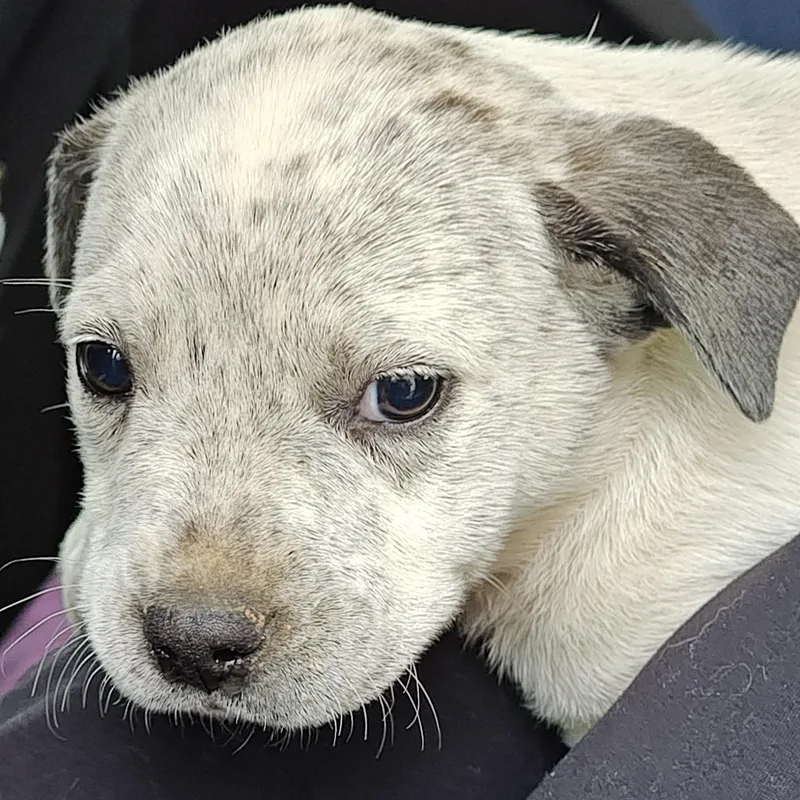 Marco Olympians Local