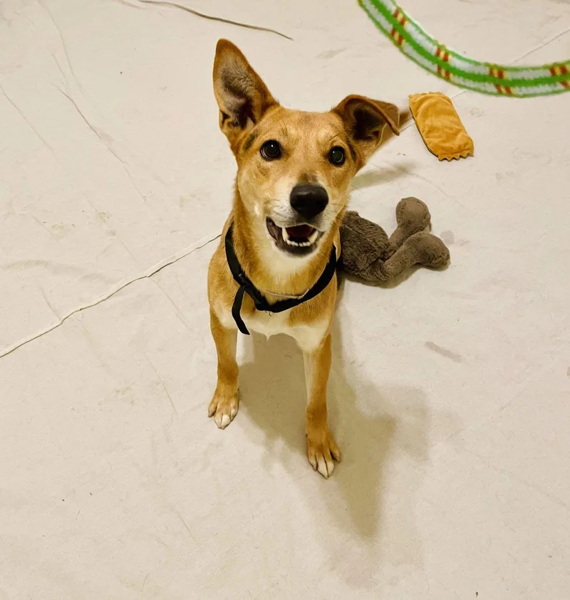 Nano Dumped On Christmas