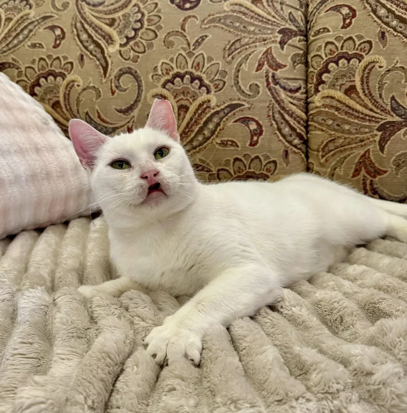 An adult medium-sized female White Domestic Short Hair cat named Chanel for adoption in Webster, NY