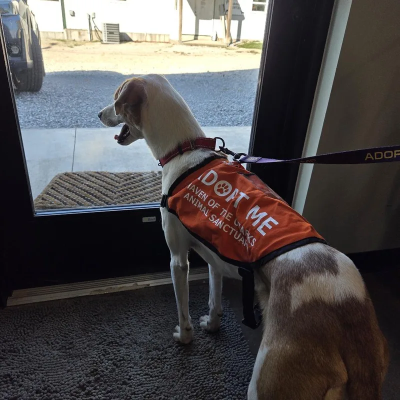 Flounder "scout" thumbnail 2