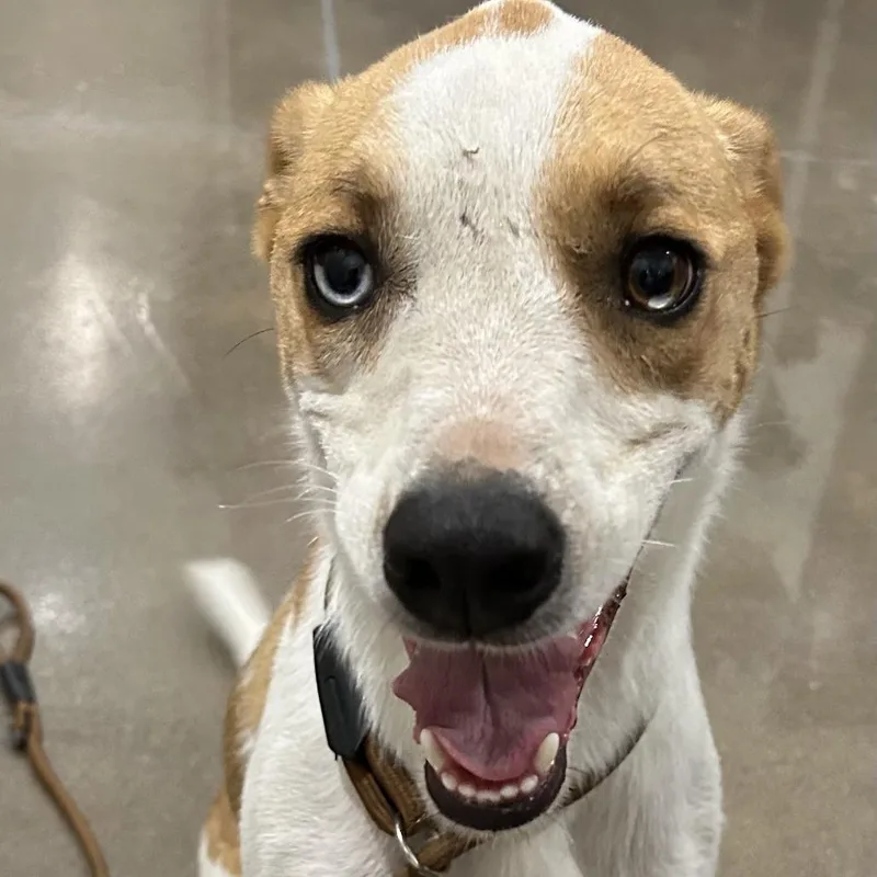 Flounder "scout" thumbnail 3