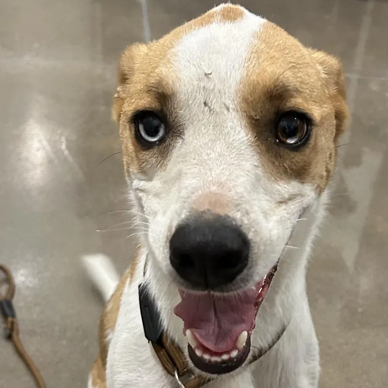 Flounder "scout" thumbnail 5