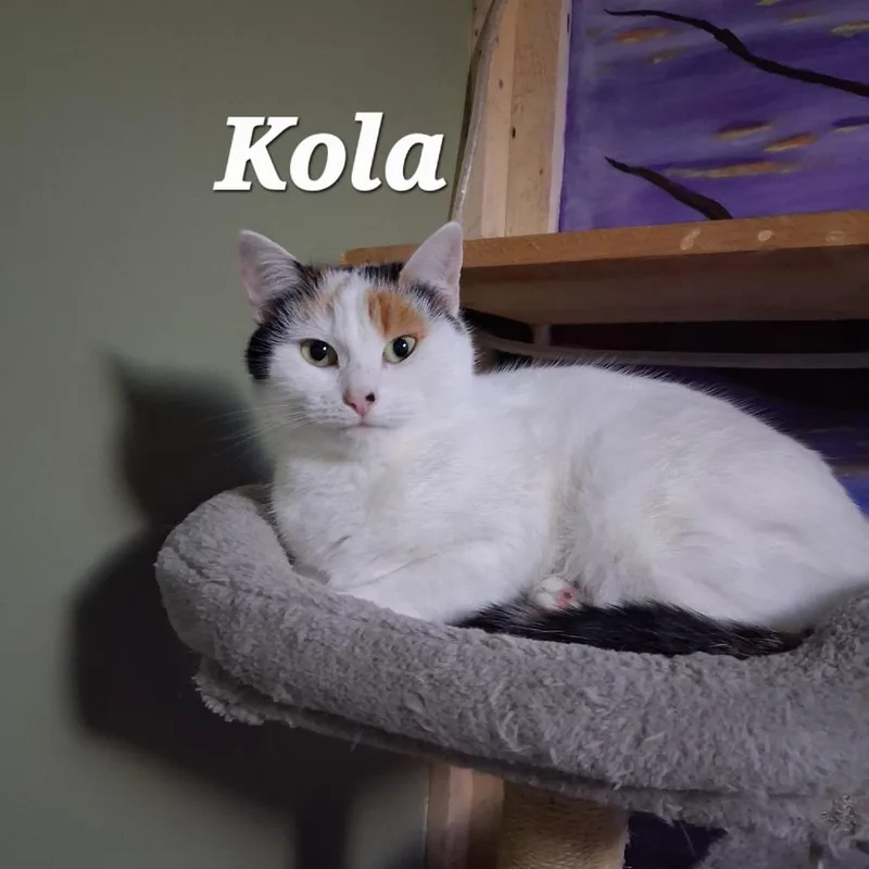 Kola thumbnail 2