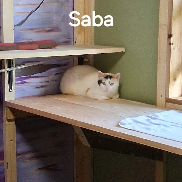 Saba