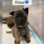 Klaus