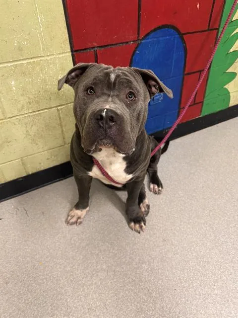 An adult large-sized male Pit Bull Terrier dog named Beef for adoption in Indianapolis, IN