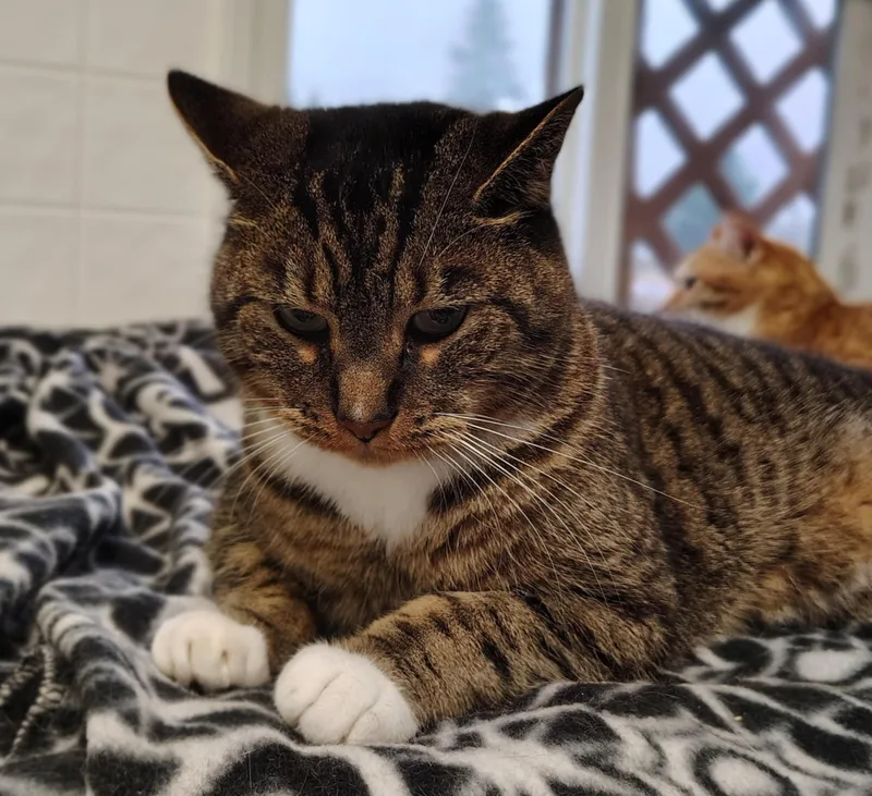 Hamilton thumbnail 2