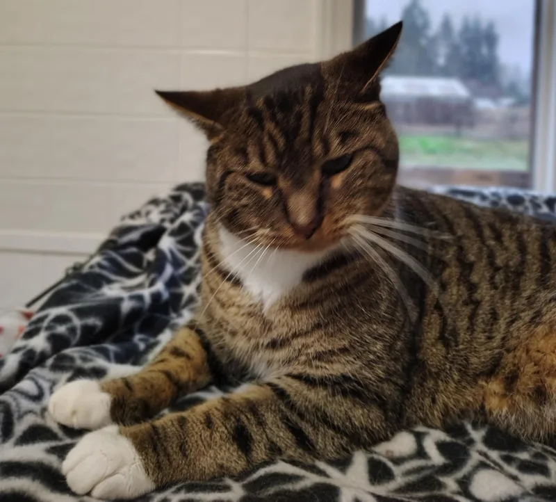 Hamilton thumbnail 3