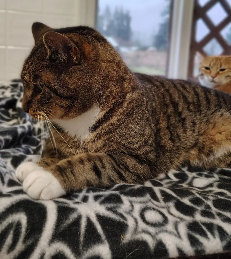 Hamilton thumbnail 4