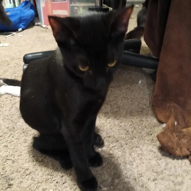 Ebony thumbnail 2