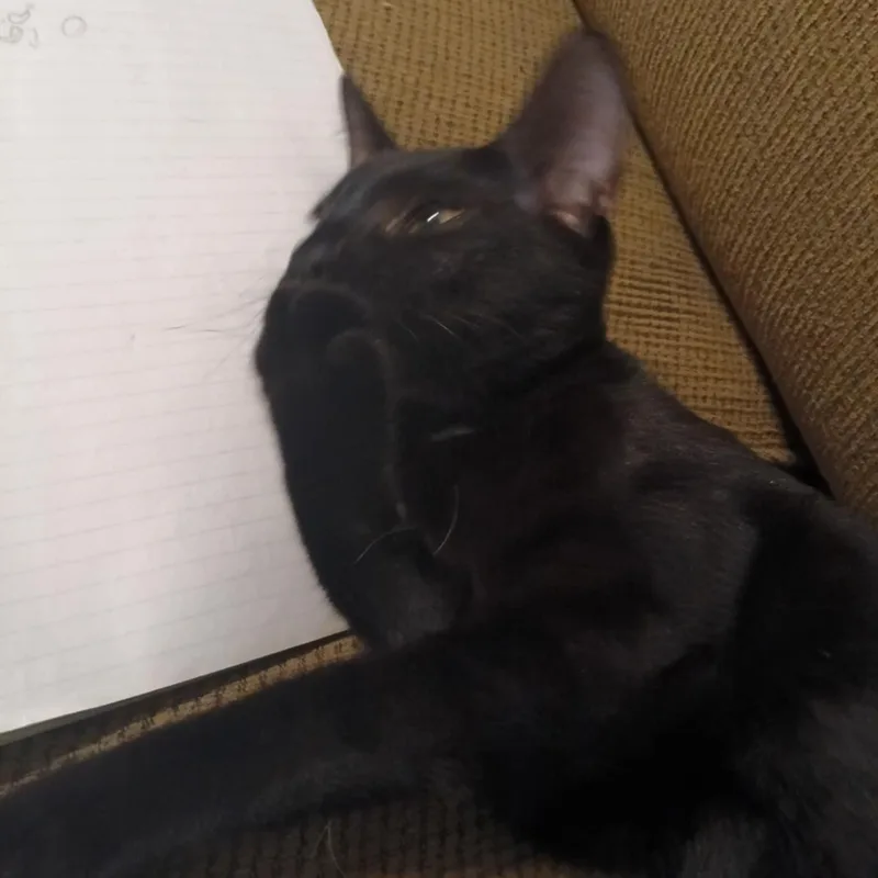 Ebony thumbnail 3