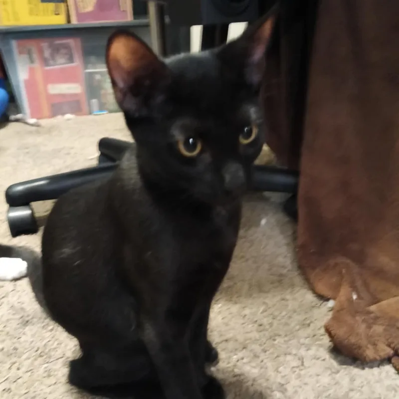 A young medium-sized female Black Domestic Short Hair cat named Ebony for adoption in Antioch, CA