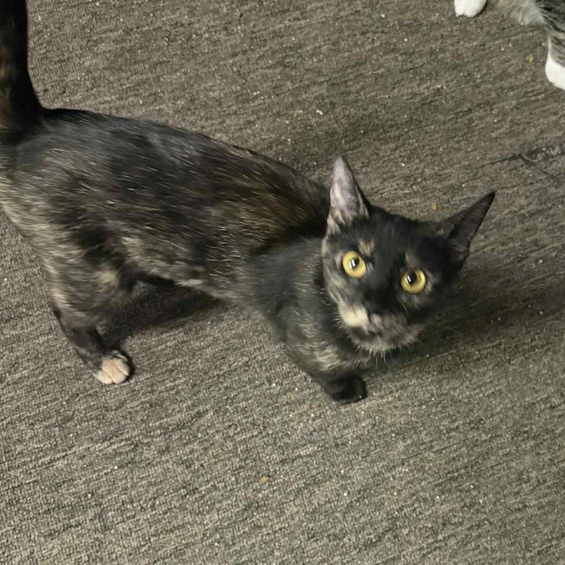 Brooklyn thumbnail 3