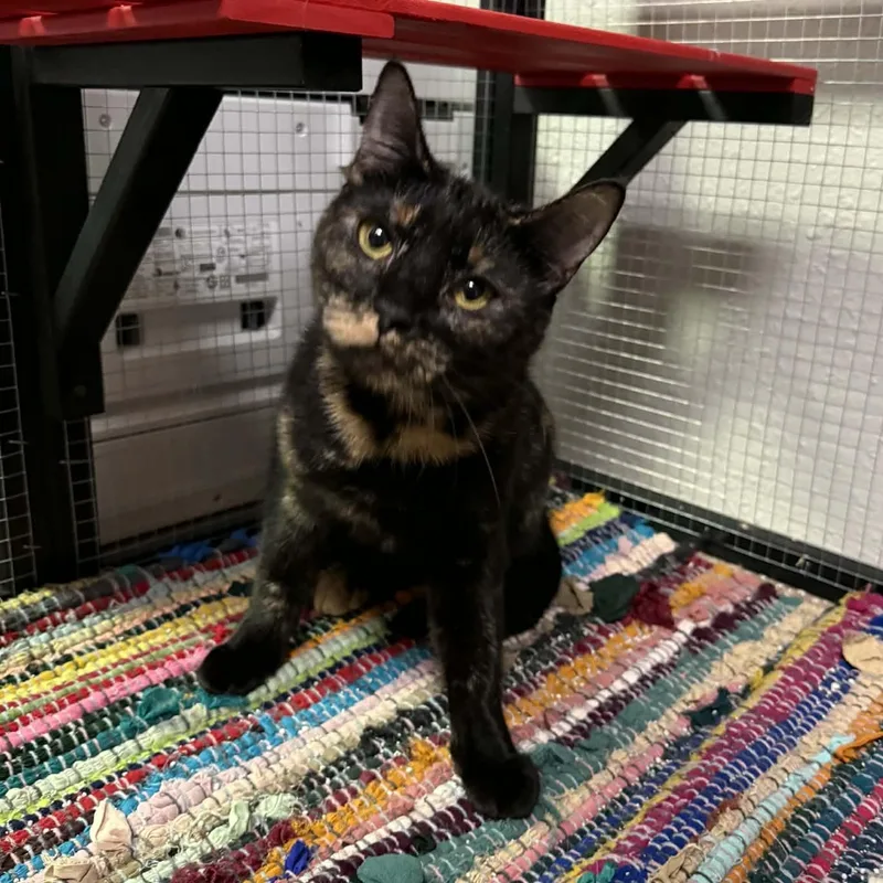 Brooklyn thumbnail 4