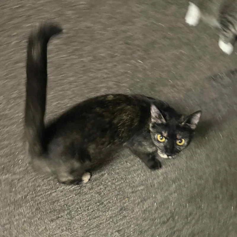 Brooklyn thumbnail 5