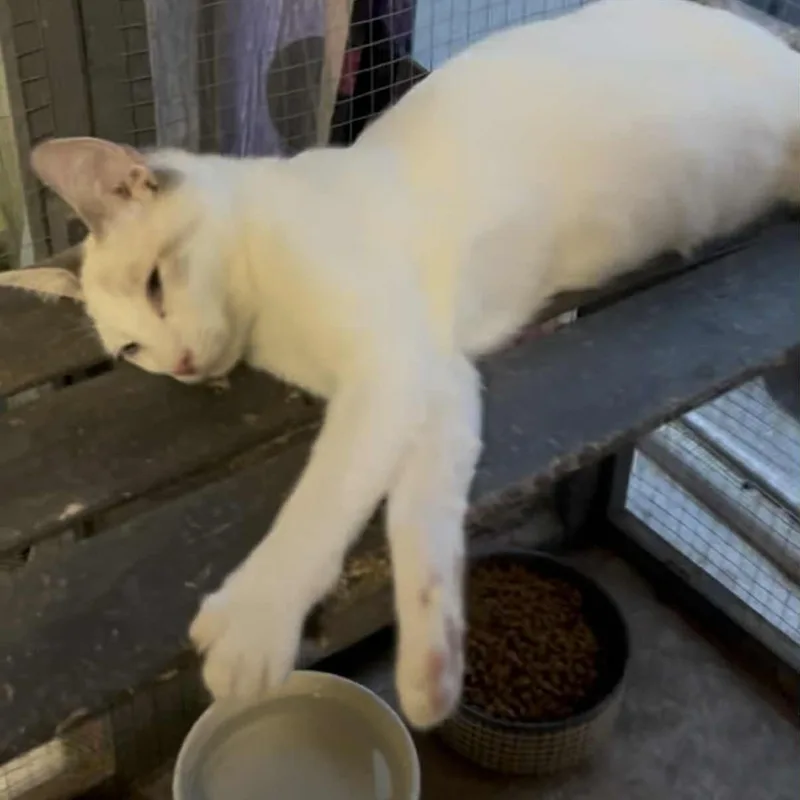 Triscuit thumbnail 2