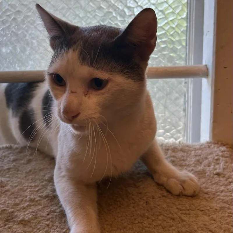 Trouble Puffs thumbnail 2