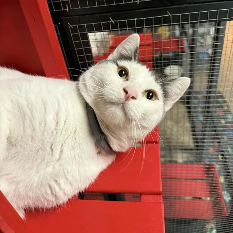 Trouble Puffs thumbnail 3