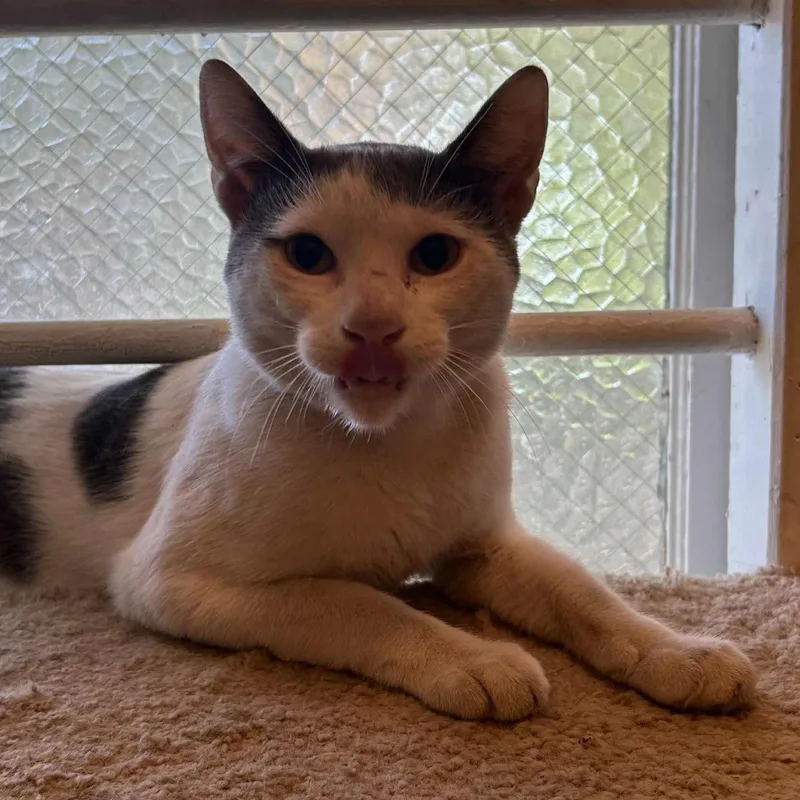 Trouble Puffs thumbnail 4