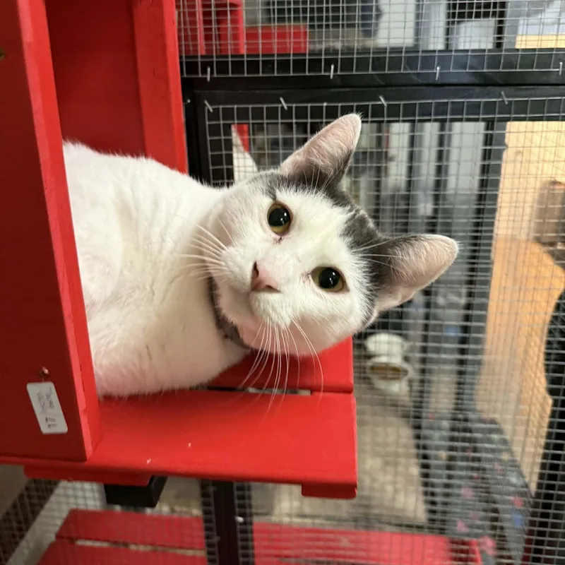 Trouble Puffs thumbnail 5