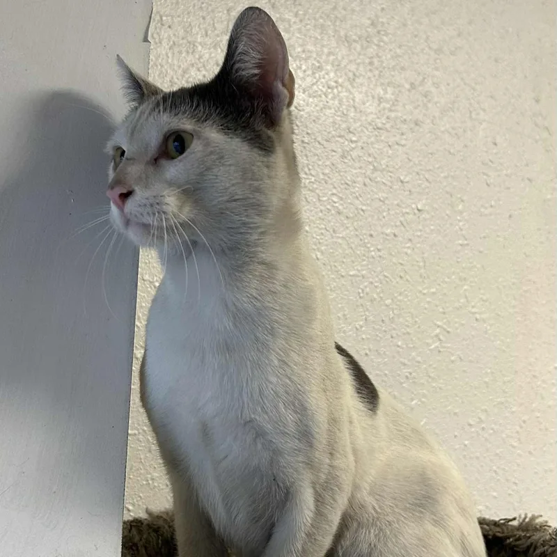 Trouble Puffs thumbnail 6