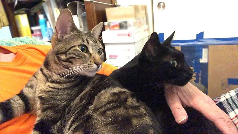 Shakespeare & Jack Black thumbnail 2