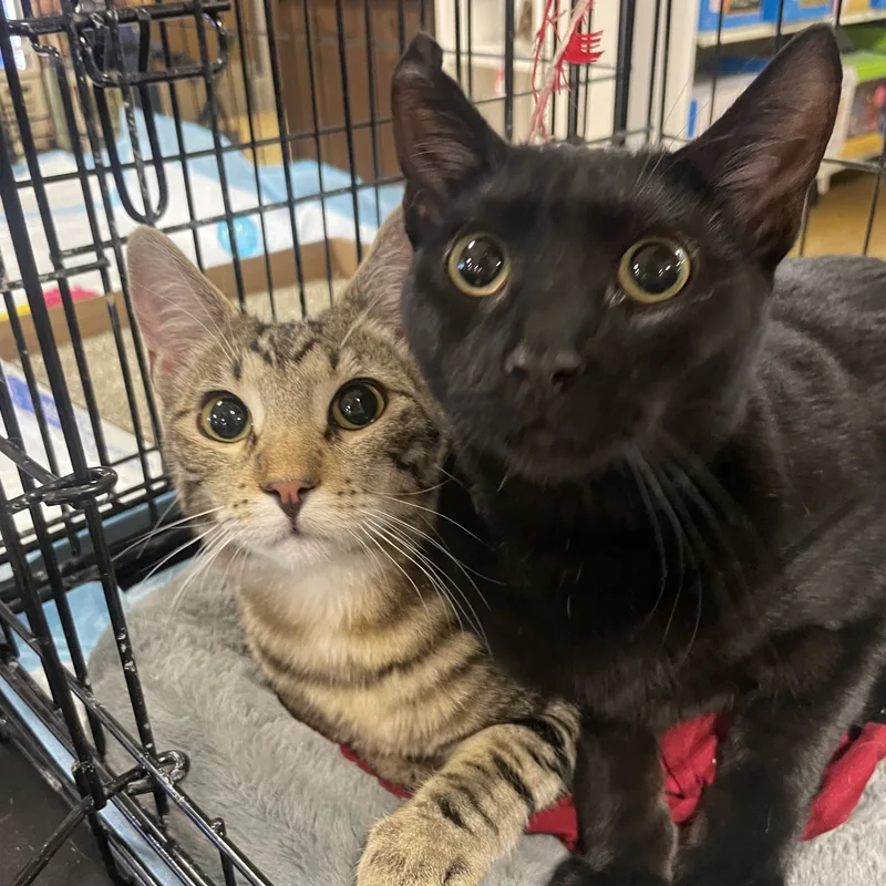 Shakespeare & Jack Black thumbnail 3