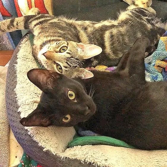 Shakespeare & Jack Black