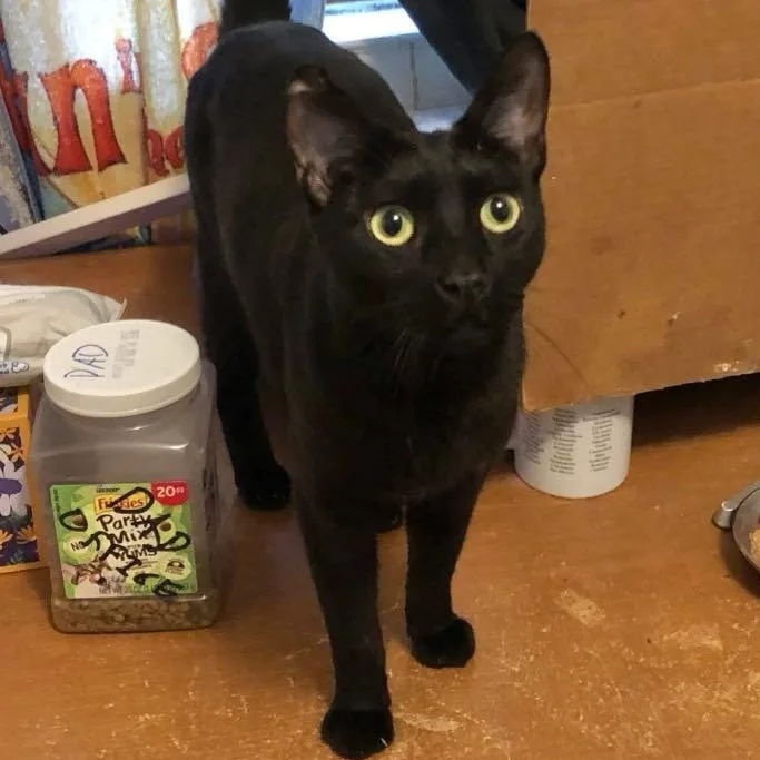 Shakespeare & Jack Black thumbnail 4