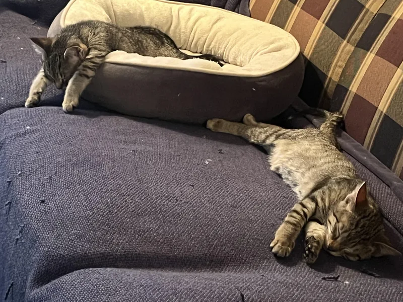 Nori And Kimchi thumbnail 2