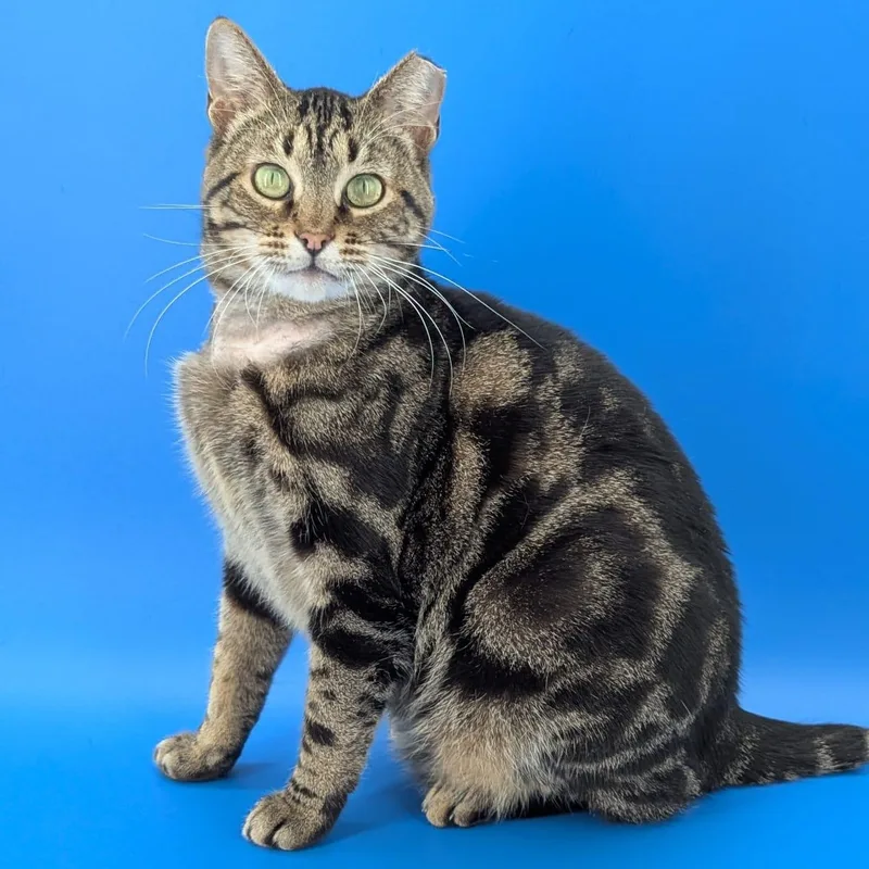 A young medium-sized female Domestic Short Hair cat named Emily for adoption in Atlanta, GA
