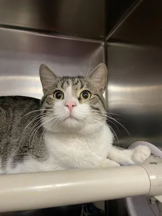 Harry Pawter thumbnail 2